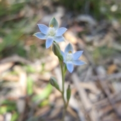 Thelymitra (Genus) at Penrose, NSW - suppressed