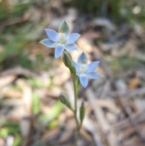 Thelymitra sp. at Penrose, NSW - 31 Oct 2019