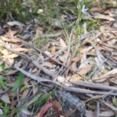 Thelymitra (Genus) at Penrose, NSW - suppressed