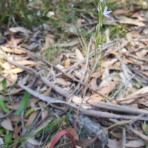 Thelymitra (Genus) at Penrose, NSW - suppressed