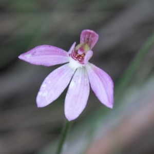 Caladenia carnea at Tennent, ACT - 16 Nov 2019