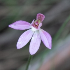 Caladenia carnea (Pink Fingers) at Tennent, ACT - 15 Nov 2019 by SWishart