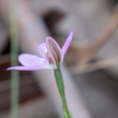 Caladenia carnea at Tennent, ACT - 16 Nov 2019