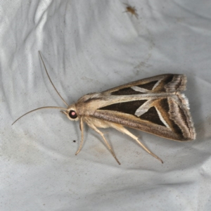 Trigonodes hyppasia at Rosedale, NSW - 15 Nov 2019