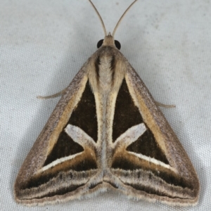 Trigonodes hyppasia at Rosedale, NSW - 15 Nov 2019