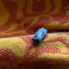 Agrotis porphyricollis at Wingecarribee Local Government Area - 7 Nov 2019 07:43 AM