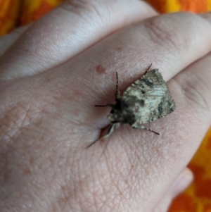 Agrotis porphyricollis at Wingecarribee Local Government Area - 7 Nov 2019 07:43 AM