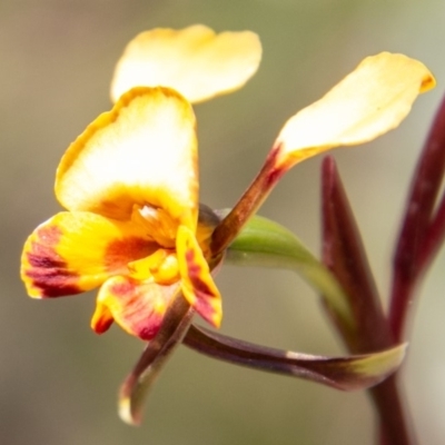 Diuris semilunulata (Late Leopard Orchid) at Tennent, ACT - 16 Nov 2019 by SWishart