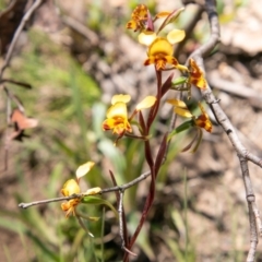 Diuris semilunulata at Tennent, ACT - suppressed