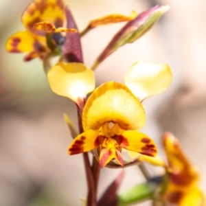 Diuris semilunulata at Tennent, ACT - suppressed