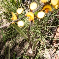 Diuris semilunulata at Tennent, ACT - suppressed