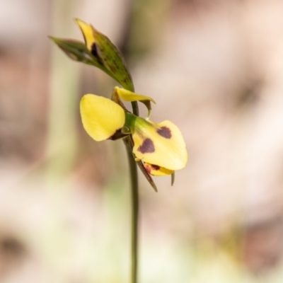 Diuris sulphurea (Tiger Orchid) at Namadgi National Park - 16 Nov 2019 by SWishart