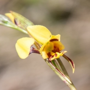 Diuris sulphurea at Tennent, ACT - 16 Nov 2019