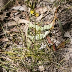 Diuris sulphurea at Tennent, ACT - 16 Nov 2019