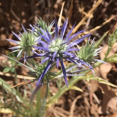 Eryngium ovinum (Blue Devil) at Griffith Woodland - 17 Nov 2019 by AlexKirk