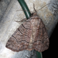 Dysbatus singularis (Dry-country Line-moth) at Rosedale, NSW - 15 Nov 2019 by jb2602