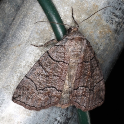 Dysbatus singularis (Dry-country Line-moth) at Rosedale, NSW - 15 Nov 2019 by jbromilow50