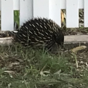 Tachyglossus aculeatus at Bowral, NSW - 4 Nov 2019 06:13 PM