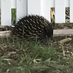Tachyglossus aculeatus (Short-beaked Echidna) at Bowral, NSW - 4 Nov 2019 by Erin