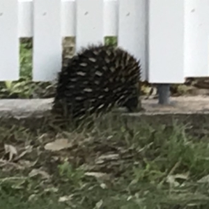 Tachyglossus aculeatus at Bowral, NSW - 4 Nov 2019 06:13 PM