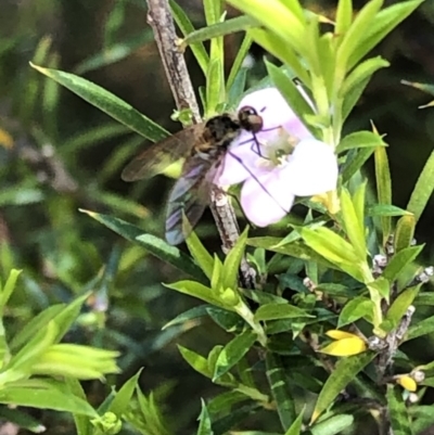 Unidentified True fly (Diptera) at Aranda, ACT - 18 Nov 2019 by Jubeyjubes
