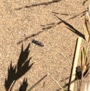 Crabronidae (family) at Aranda, ACT - 18 Nov 2019 01:00 PM