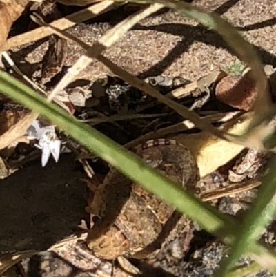 Pentatomoidea (superfamily) (Unidentified Shield or Stink bug) at Aranda, ACT - 18 Nov 2019 by Jubeyjubes