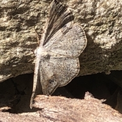 Taxeotis (genus) (Unidentified Taxeotis geometer moths) at Aranda, ACT - 17 Nov 2019 by Jubeyjubes