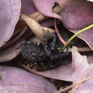 Badumna sp. (genus) at Aranda, ACT - 17 Nov 2019 04:36 PM