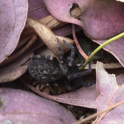 Badumna sp. (genus) (Lattice-web spider) at Aranda, ACT - 17 Nov 2019 by Jubeyjubes