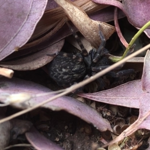 Badumna sp. (genus) at Aranda, ACT - 17 Nov 2019 04:36 PM