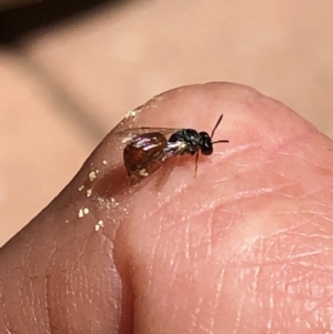 Exoneura sp. (genus) at Aranda, ACT - 18 Nov 2019