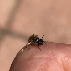 Exoneura sp. (genus) at Aranda, ACT - 18 Nov 2019