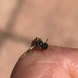 Exoneura sp. (genus) at Aranda, ACT - 18 Nov 2019