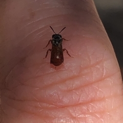 Exoneura sp. (genus) at Aranda, ACT - 18 Nov 2019