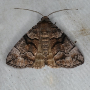 Dysbatus singularis at Rosedale, NSW - 15 Nov 2019