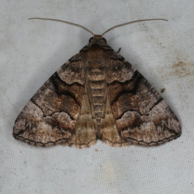 Dysbatus singularis (Dry-country Line-moth) at Rosedale, NSW - 15 Nov 2019 by jb2602