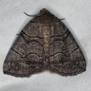 Dysbatus singularis at Rosedale, NSW - 15 Nov 2019