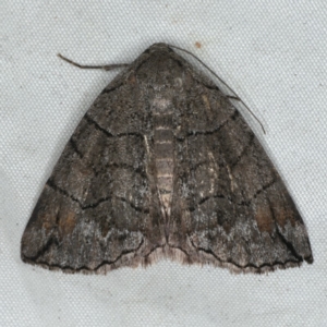 Dysbatus stenodesma at Rosedale, NSW - 15 Nov 2019