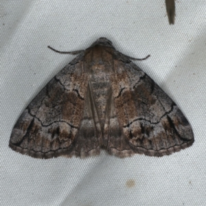 Dysbatus stenodesma at Rosedale, NSW - 15 Nov 2019