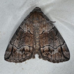 Dysbatus stenodesma at Rosedale, NSW - 15 Nov 2019