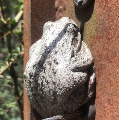 Litoria peronii (Peron's Tree Frog, Emerald Spotted Tree Frog) at Paddys River, ACT - 17 Nov 2019 by AndrewCB
