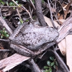 Litoria peronii at Paddys River, ACT - 17 Nov 2019