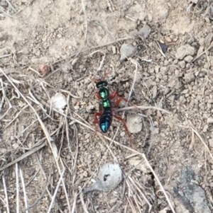 Diamma bicolor at Rendezvous Creek, ACT - 16 Nov 2019 04:15 PM