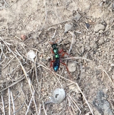 Diamma bicolor (Blue ant, Bluebottle ant) at Namadgi National Park - 16 Nov 2019 by AndrewCB