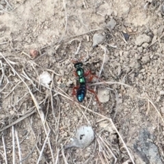 Diamma bicolor (Blue ant, Bluebottle ant) at Rendezvous Creek, ACT - 16 Nov 2019 by AndrewCB