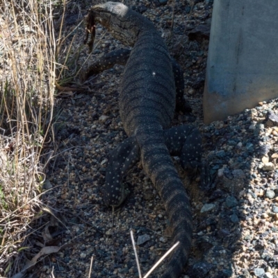 Varanus rosenbergi (Heath or Rosenberg's Monitor) at Namadgi National Park - 15 Nov 2019 by BrianH