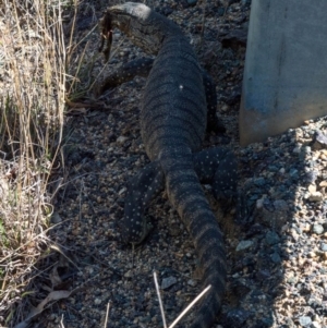 Varanus rosenbergi at Rendezvous Creek, ACT - 15 Nov 2019