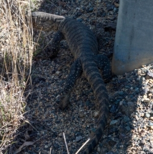 Varanus rosenbergi at Rendezvous Creek, ACT - 15 Nov 2019