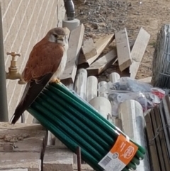 Falco cenchroides (Nankeen Kestrel) at Wingecarribee Local Government Area - 7 Aug 2019 by LauraJean